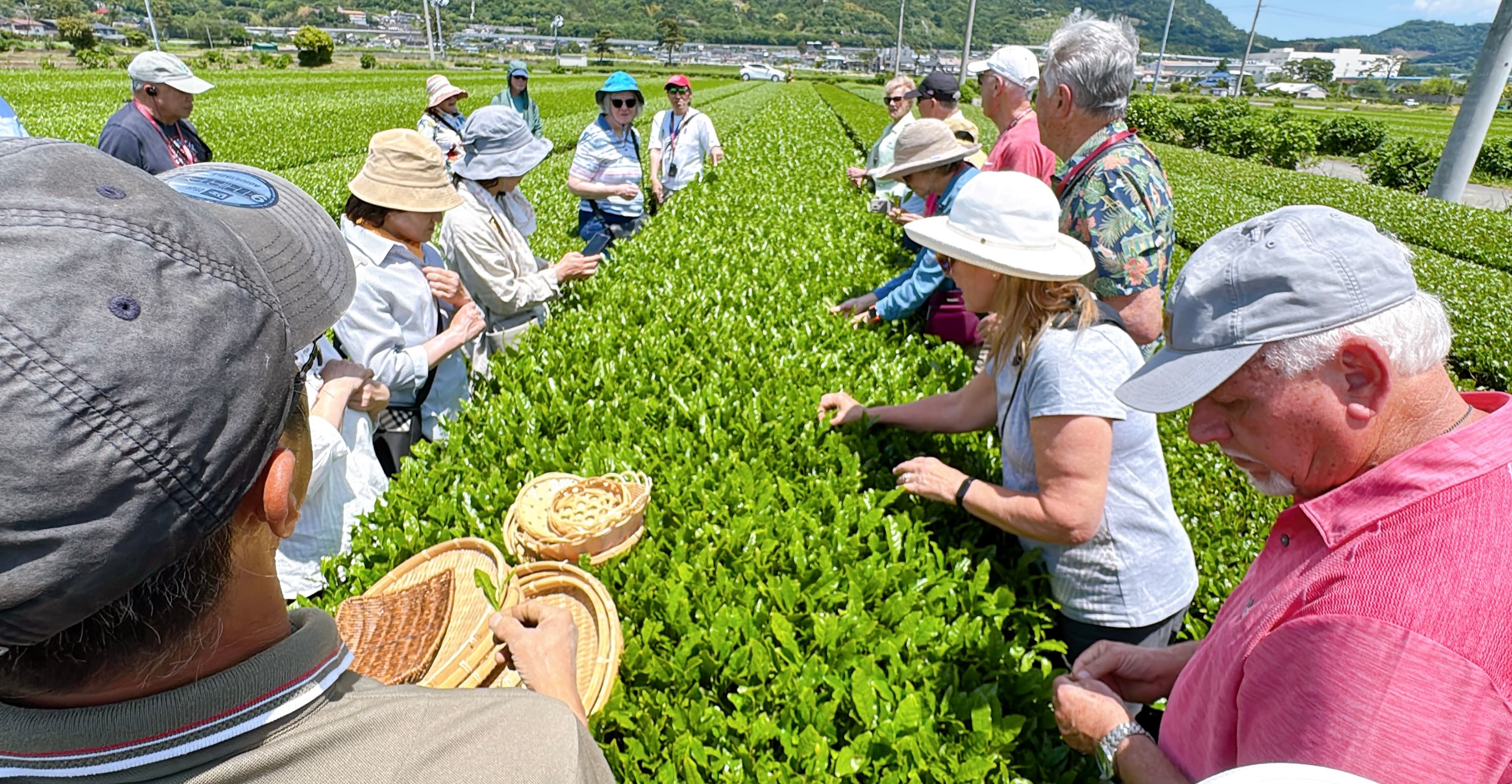 Authentic Tea Picking Experience & Farm-to-Table Lunch near Tokyo